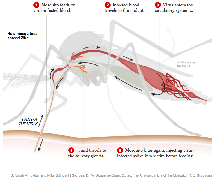 NYT mosquito cross section