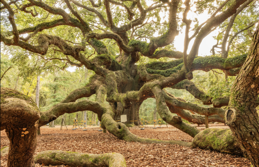 Image shows old tree with many branches reaching down to the ground, covered by moss.