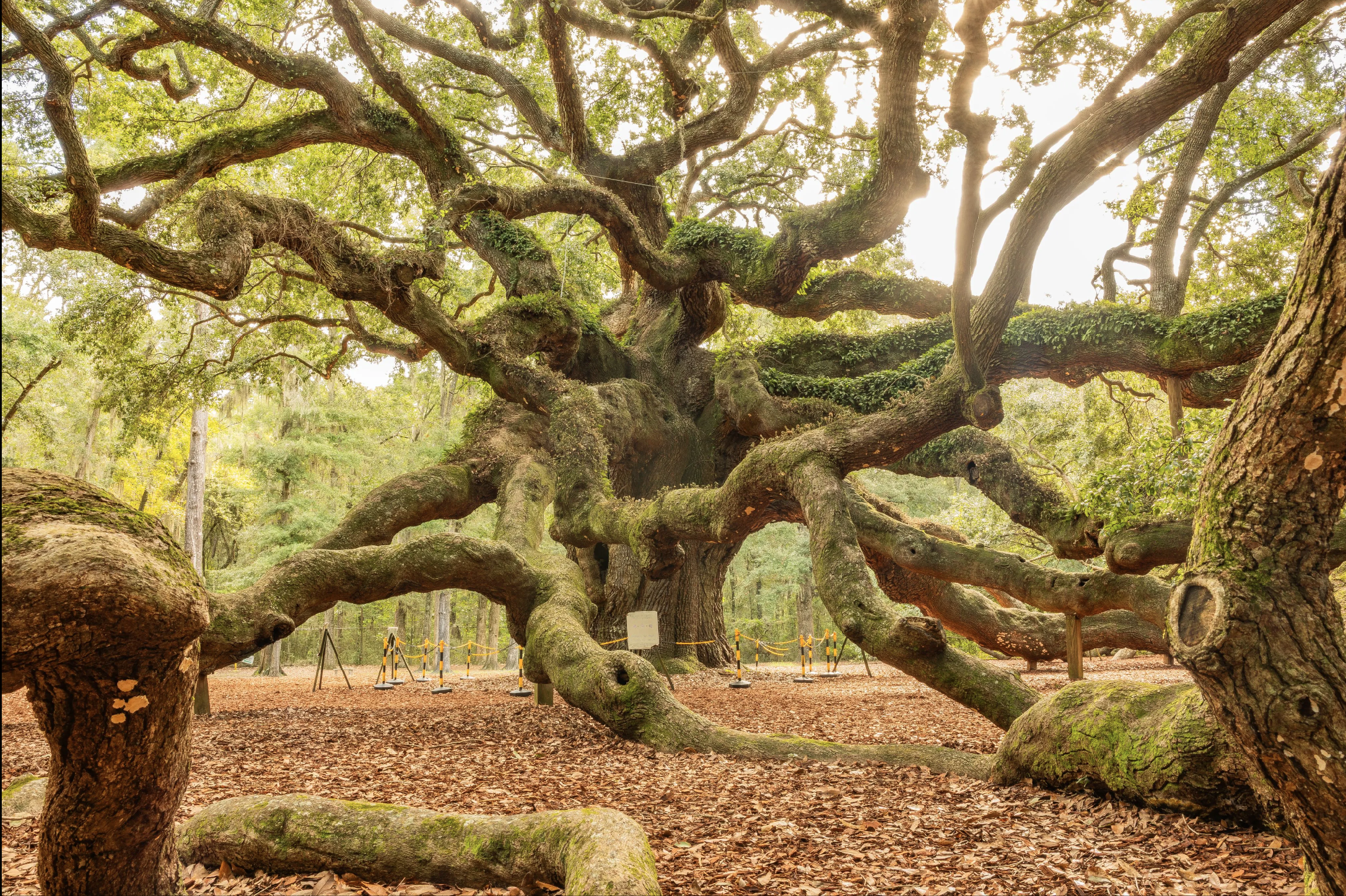 Image shows old tree with many branches reaching down to the ground, covered by moss.